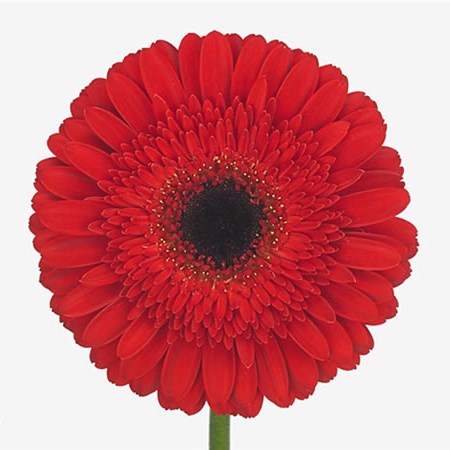 Gerbera Dynamic