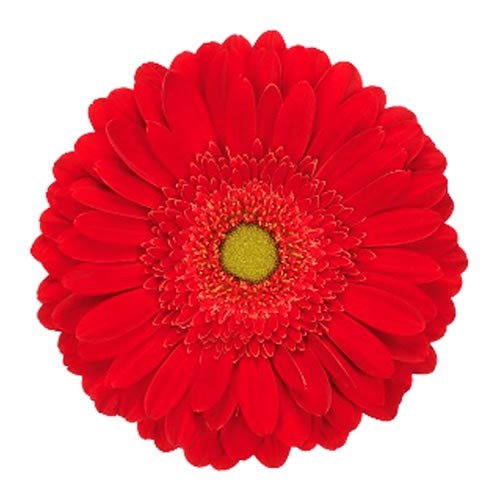 Gerbera El Mundo