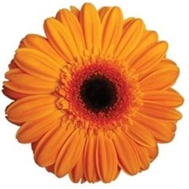 Gerbera Erica