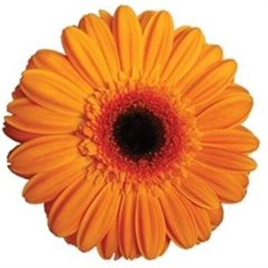 Gerbera Erica