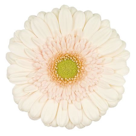 Gerbera Estate