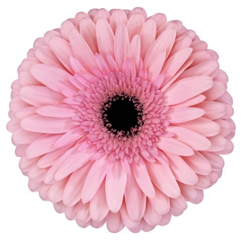 Gerbera Estrella