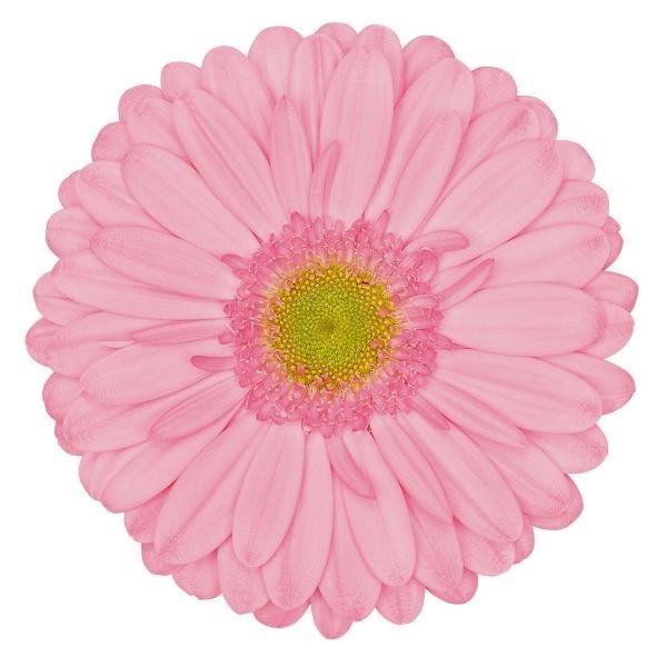 Gerbera Evi