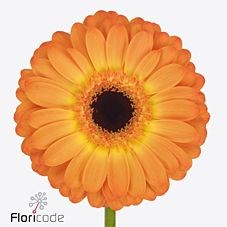 Gerbera Fabienne