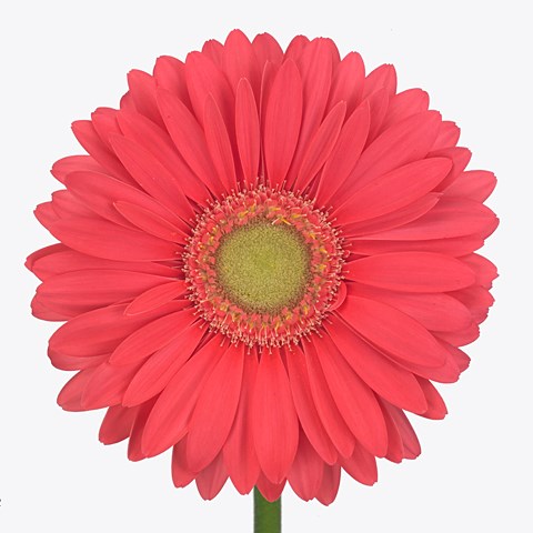 Gerbera Flamingo Burst