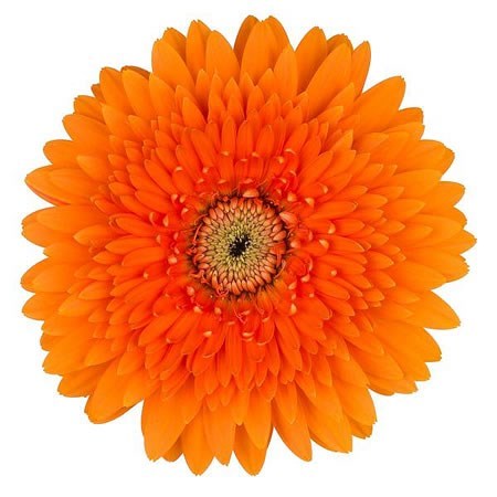 Gerbera Gerponi Big Lion