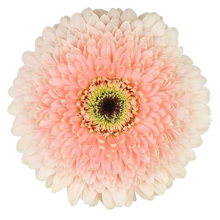 Gerbera Gerponi Big One