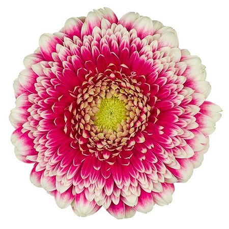 Gerbera Gerponi Big Puma