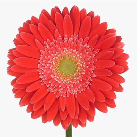 Gerbera Hooper