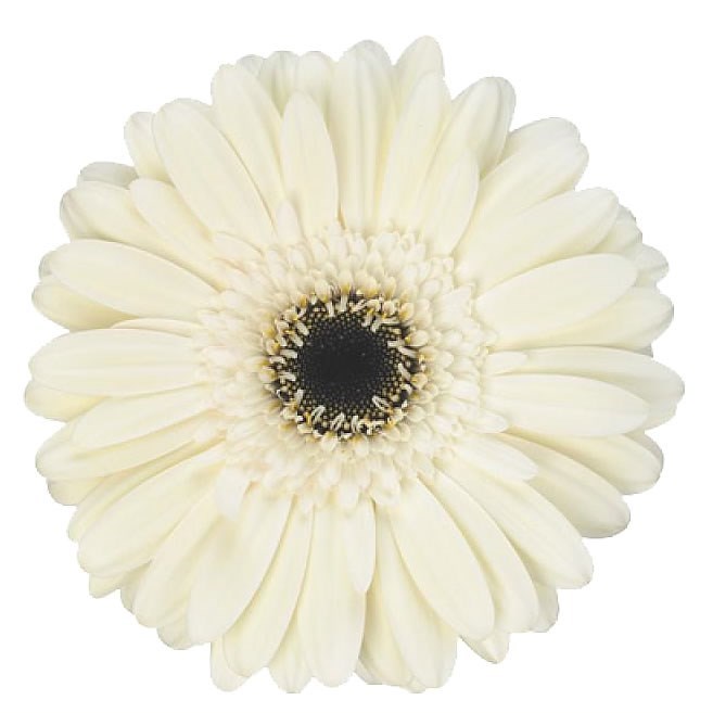 Gerbera Iceberg