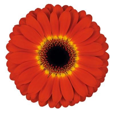 Gerbera Imax