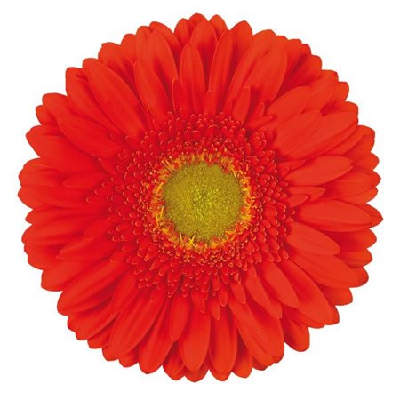 Gerbera Kingsley