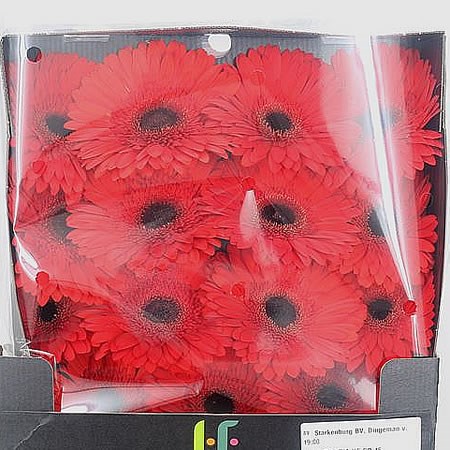 Gerbera Lady Red