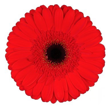 Gerbera Lady Red