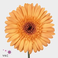 Gerbera Laureen
