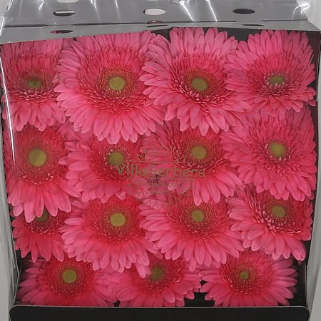 Gerbera Lola