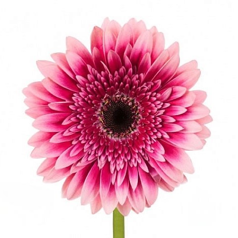 Gerbera Mariatta