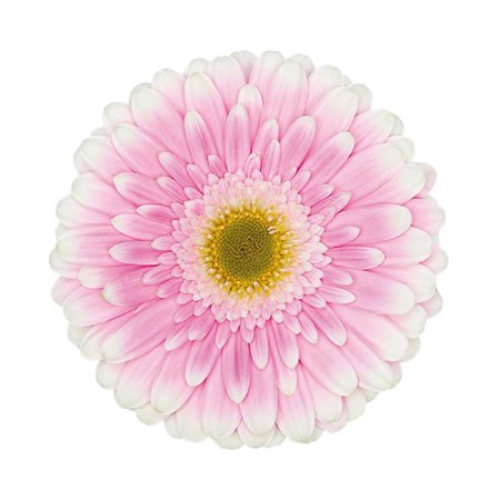Gerbera Maxime