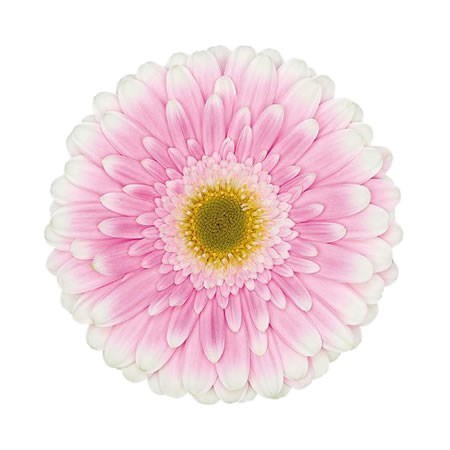Gerbera Maxime