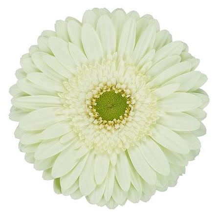 Gerbera Mint