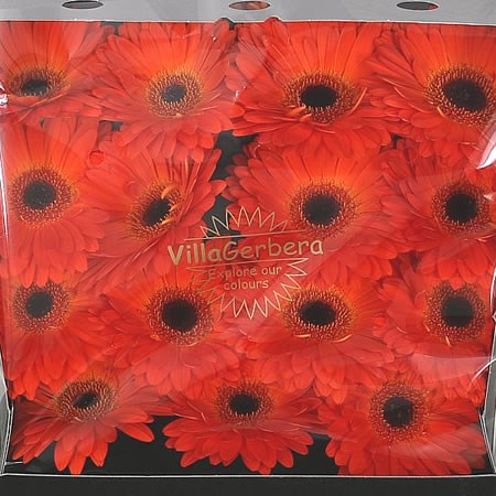 Gerbera Mistique