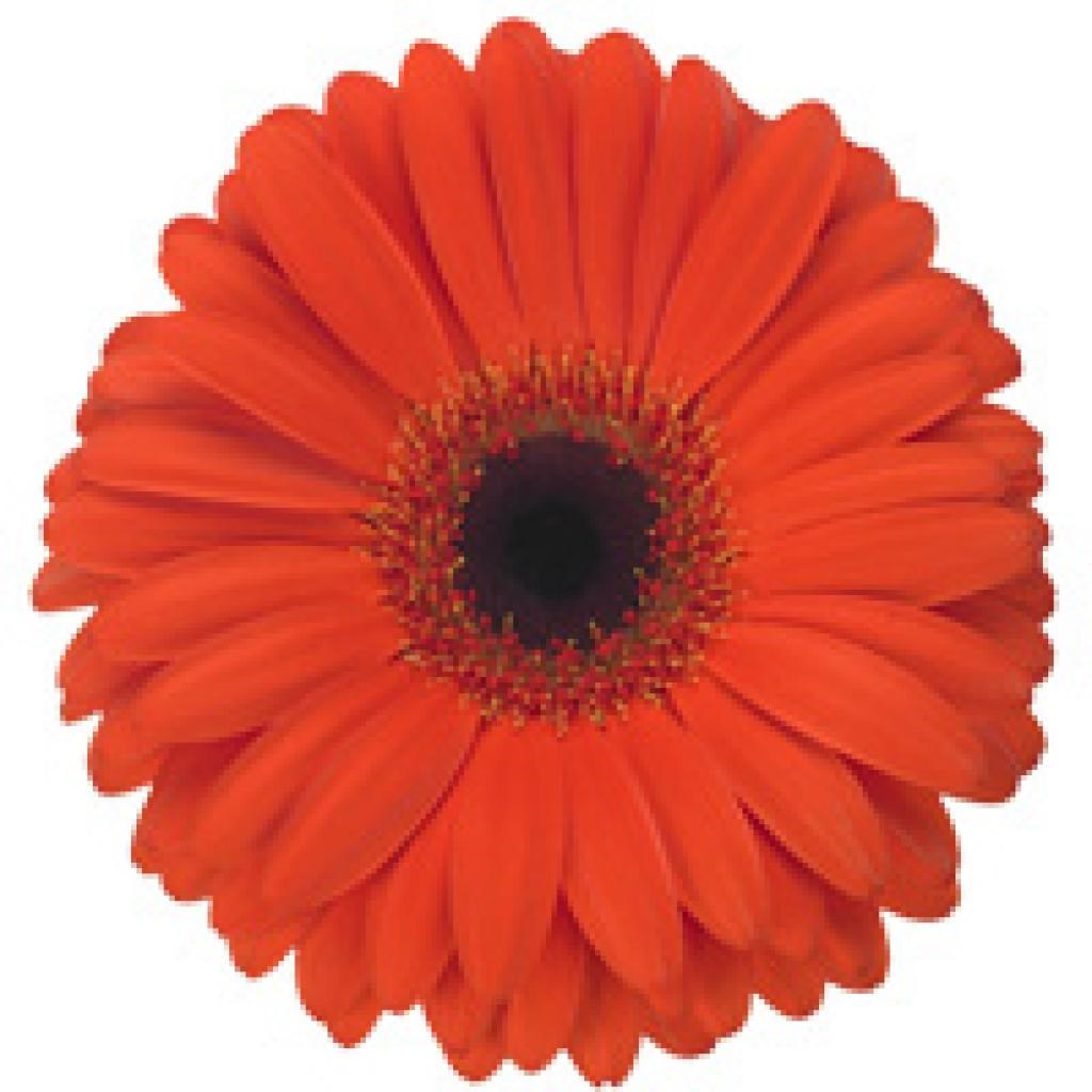Gerbera Monarch