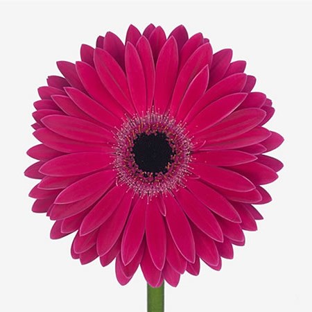 Gerbera Monetta