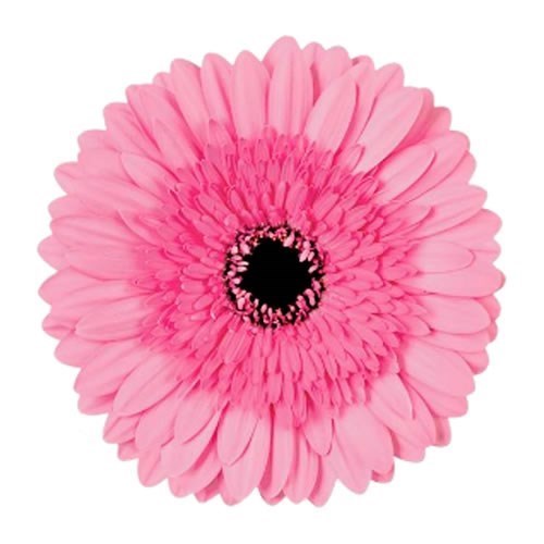 Gerbera Mozart