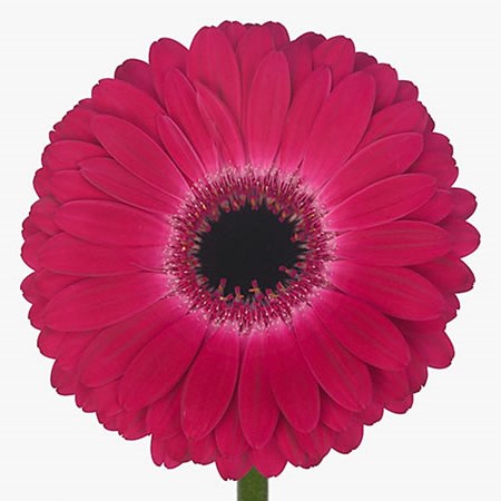 Gerbera Nouveau Riche