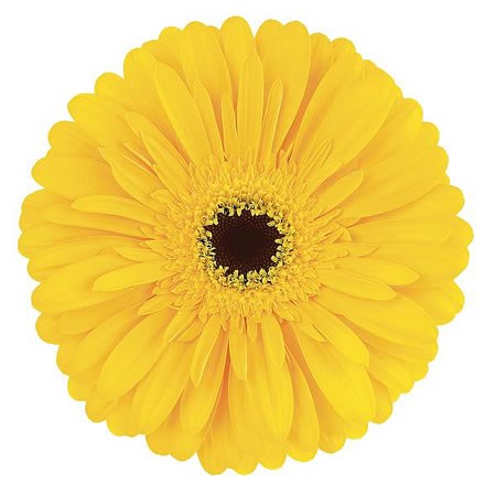 Gerbera Olympic Gold