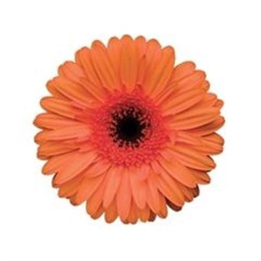 Gerbera Optima