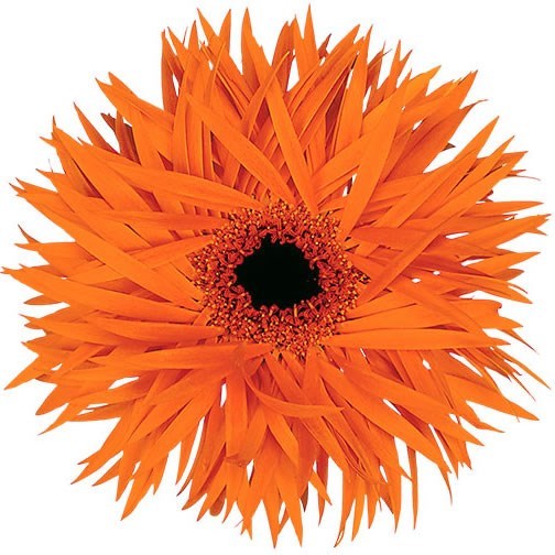 Gerbera Orange Springs