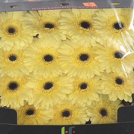 Gerbera Panna