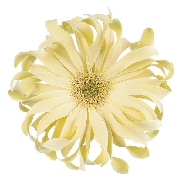 Gerbera Pasta Carbonara