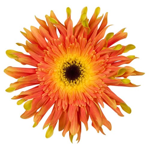 Gerbera Pasta Flair