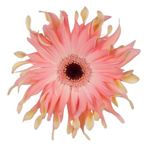Gerbera Pasta Saar