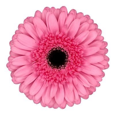 Gerbera Peppa