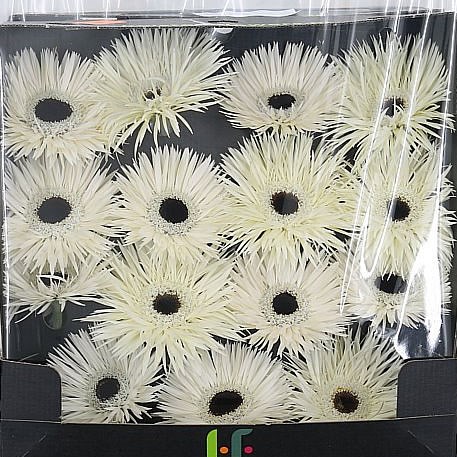 Gerbera Phantom
