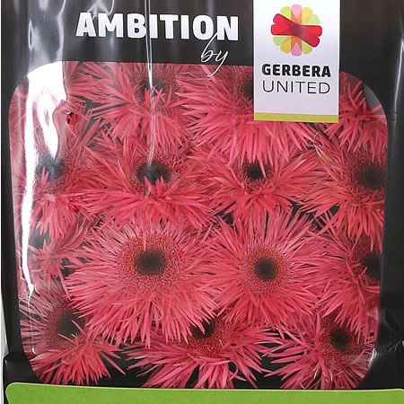 Gerbera Pink Springs