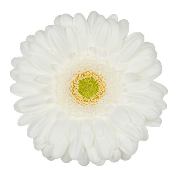 Gerbera Pole Ice