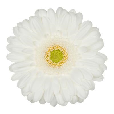 Gerbera Pole Ice