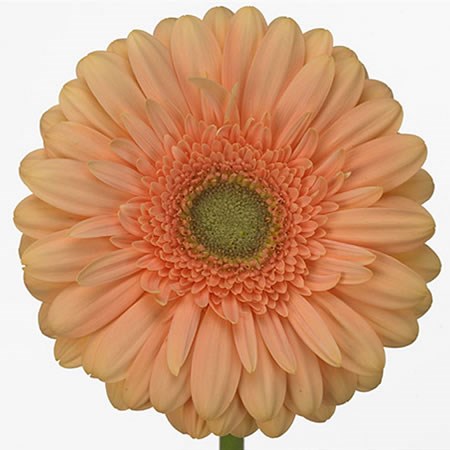 Gerbera Pre - Extase