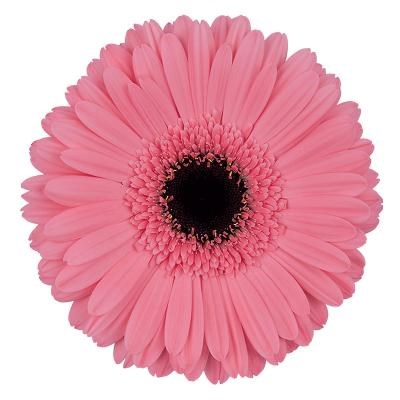 Gerbera Pre Intenzz