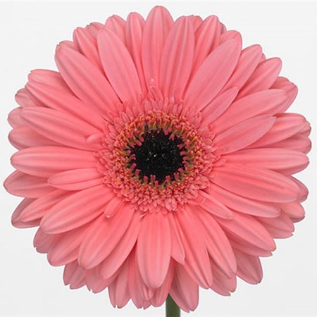 Gerbera Pre-intenzz