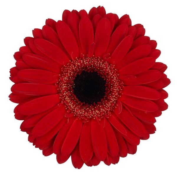 Gerbera Rodeo