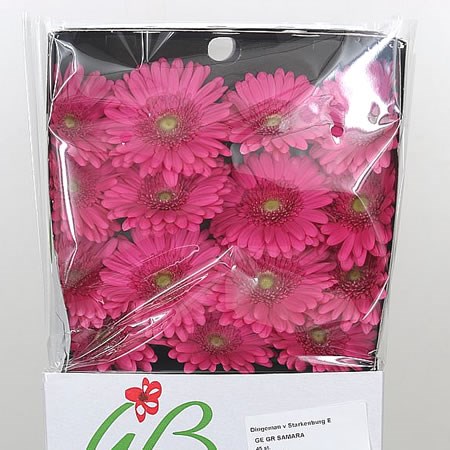 Gerbera Samara