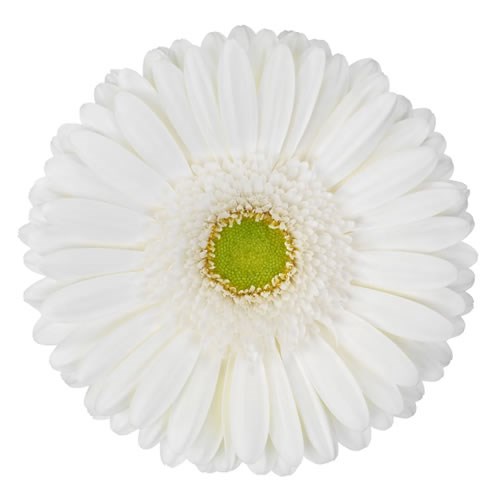 Gerbera Skydance