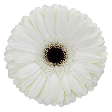 Gerbera Snow King