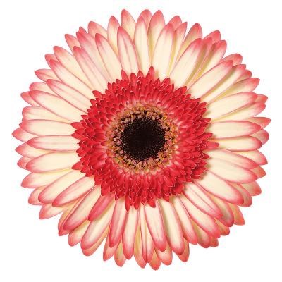 Gerbera Sorbet