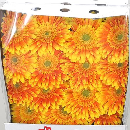 Gerbera Souvenier